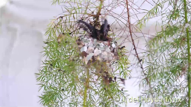 Antillean Crested Hummingbird (Lesser Antilles) - ML201468751