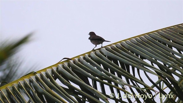 Scaly-breasted Thrasher - ML201468811