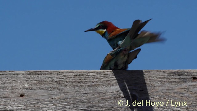 European Bee-eater - ML201468831