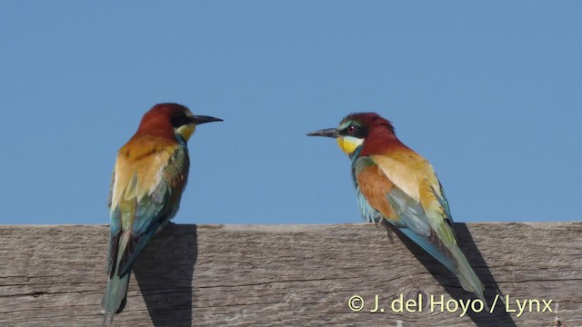 European Bee-eater - ML201468841