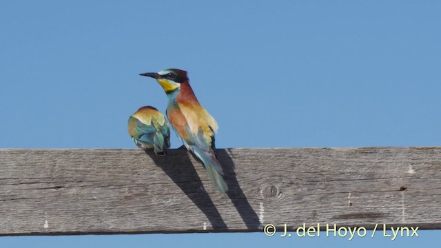 European Bee-eater - ML201468851