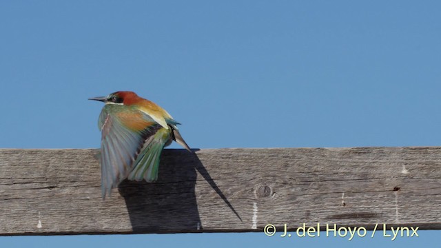 European Bee-eater - ML201468861