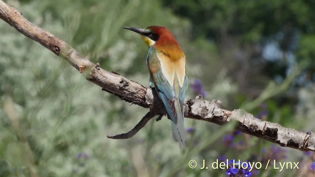 European Bee-eater - ML201468871