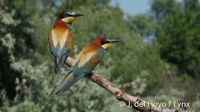 European Bee-eater - ML201468881