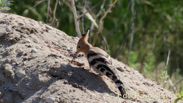 Eurasian Hoopoe (Eurasian) - ML201468911