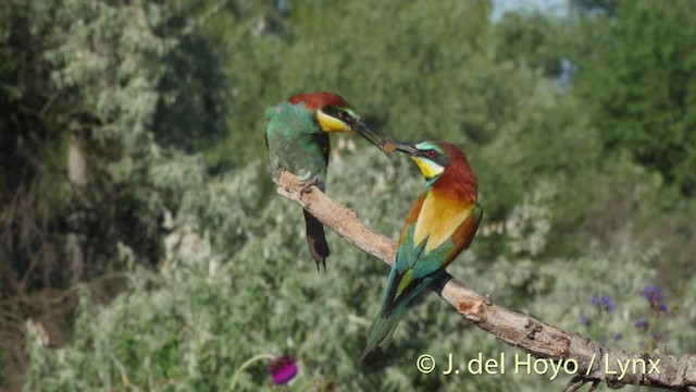 European Bee-eater - ML201468931