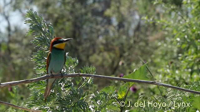 European Bee-eater - ML201468941