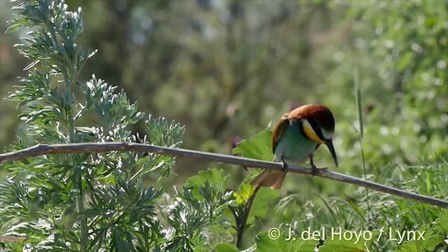 European Bee-eater - ML201468951