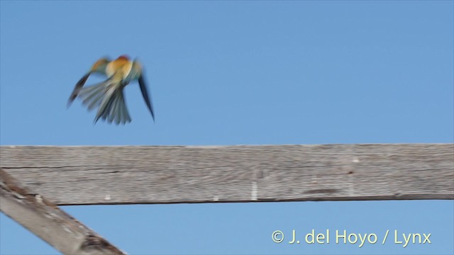European Bee-eater - ML201468961