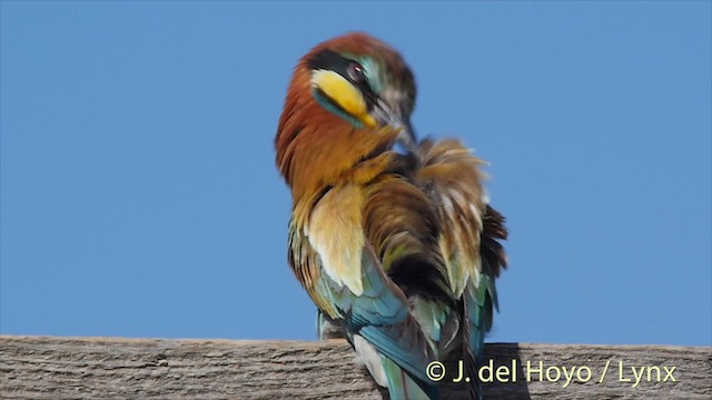 European Bee-eater - ML201468971