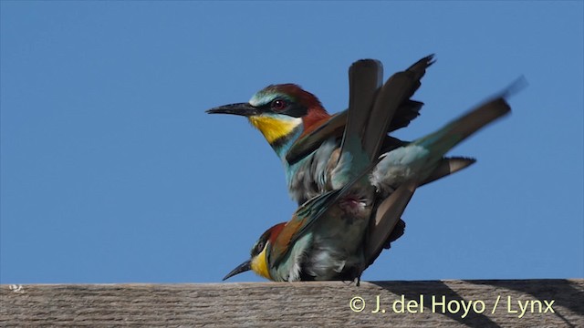European Bee-eater - ML201468981