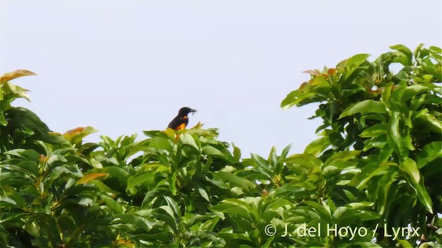 Oriole de Sainte-Lucie - ML201469001