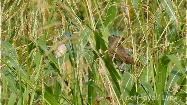 Black-faced Grassquit - ML201469021