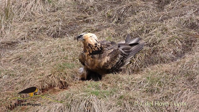 orlosup bradatý (ssp. barbatus) - ML201469181
