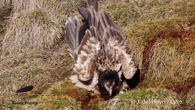 orlosup bradatý (ssp. barbatus) - ML201469201