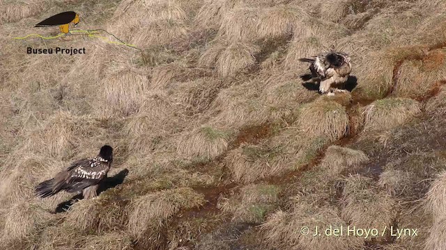 orlosup bradatý (ssp. barbatus) - ML201469221
