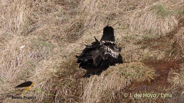 orlosup bradatý (ssp. barbatus) - ML201469231