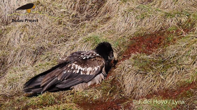 orlosup bradatý (ssp. barbatus) - ML201469241