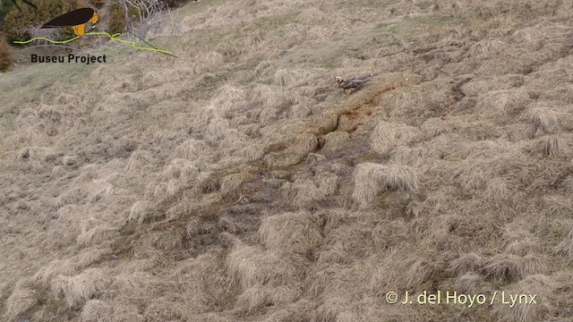 orlosup bradatý (ssp. barbatus) - ML201469251