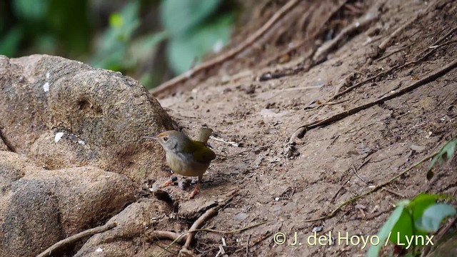 Common Tailorbird - ML201469261