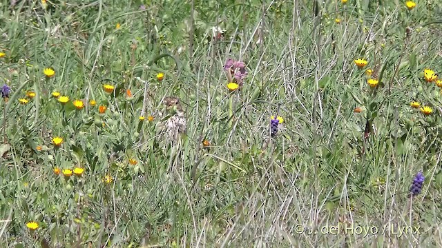 Corn Bunting - ML201469351