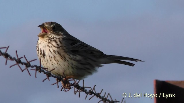 Corn Bunting - ML201469361