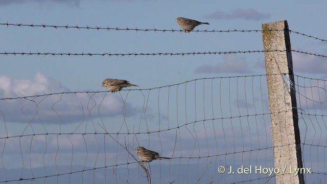 Corn Bunting - ML201469371