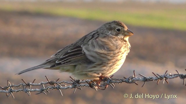 Corn Bunting - ML201469381