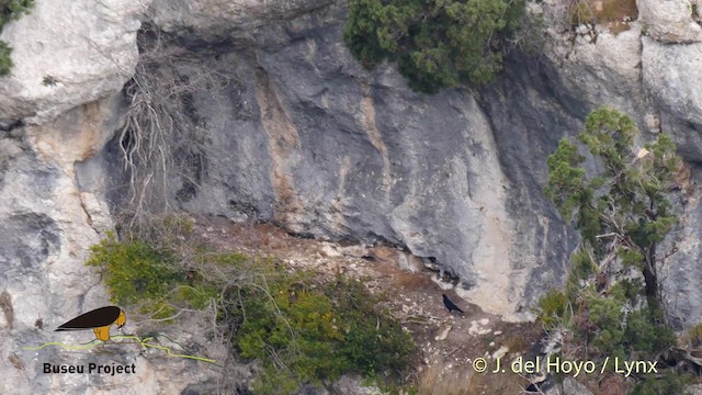 Bearded Vulture (Eurasian) - ML201469481