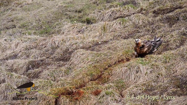 orlosup bradatý (ssp. barbatus) - ML201469541