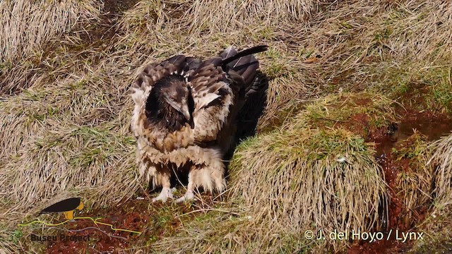 orlosup bradatý (ssp. barbatus) - ML201469571