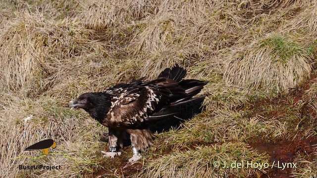 Bearded Vulture (Eurasian) - ML201469601