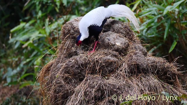 Silver Pheasant - ML201469621