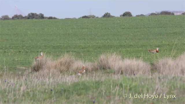 Great Bustard - ML201469671