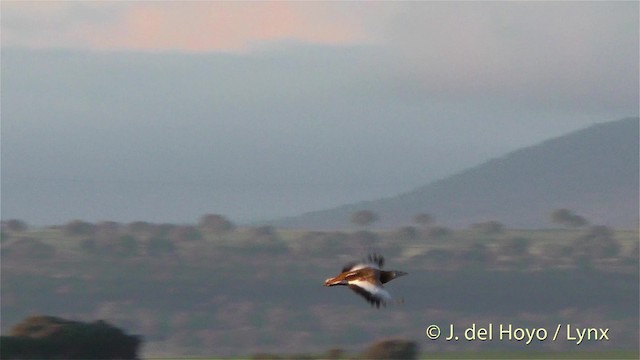 Great Bustard - ML201469691