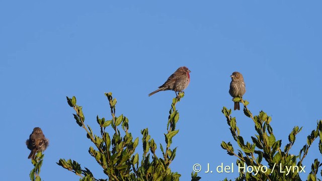 House Finch (Common) - ML201469731