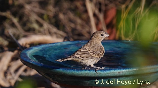 House Finch (Common) - ML201469761