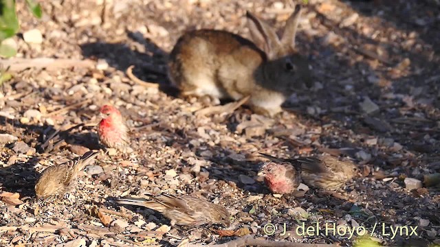 House Finch (Common) - ML201469771