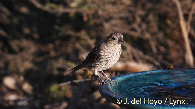 House Finch (Common) - ML201469781