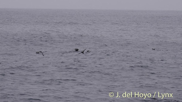 South Polar Skua - ML201469851