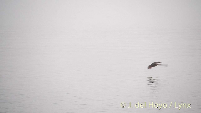 Pigeon Guillemot (columba Group) - ML201469891