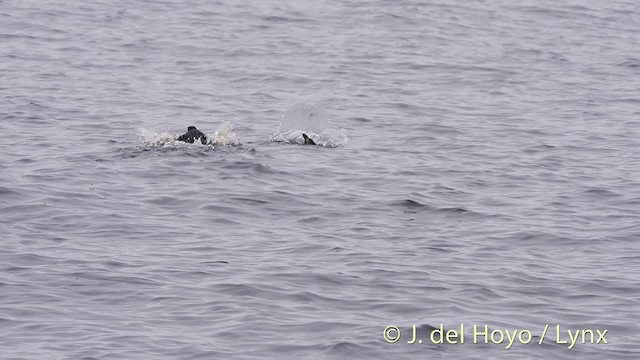 Rhinoceros Auklet - ML201469941