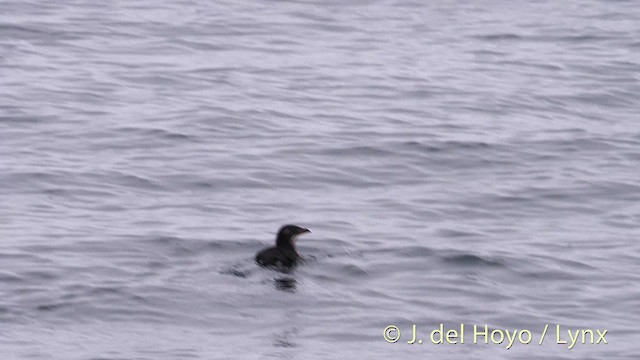 Rhinoceros Auklet - ML201469951