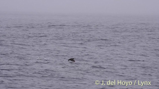 Rhinoceros Auklet - ML201469961