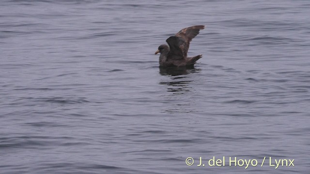 Northern Fulmar (Pacific) - ML201469981