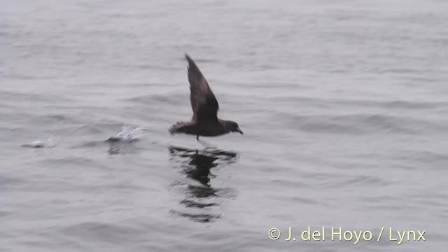 Northern Fulmar (Pacific) - ML201469991