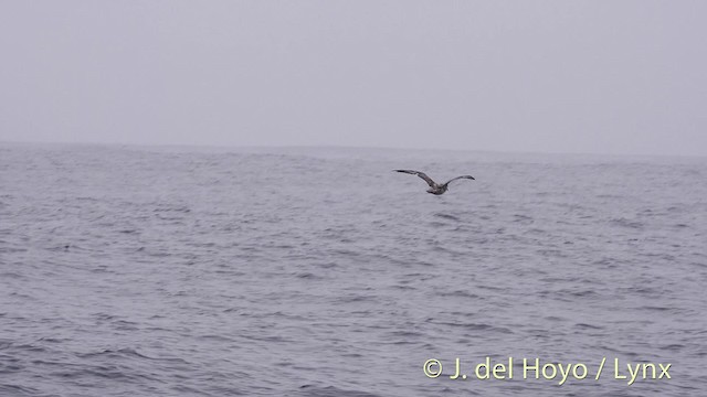 Northern Fulmar (Pacific) - ML201470001