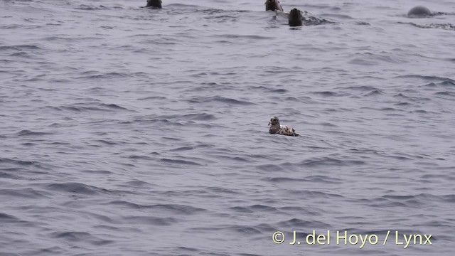 Northern Fulmar (Pacific) - ML201470011