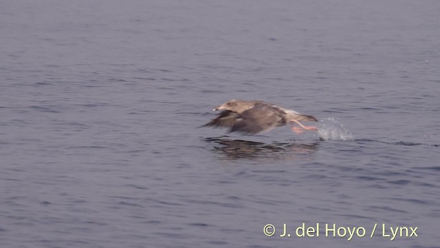 Goéland de Californie (californicus) - ML201470021