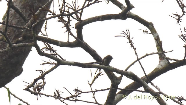 Benekli Cüce Barbet - ML201470061